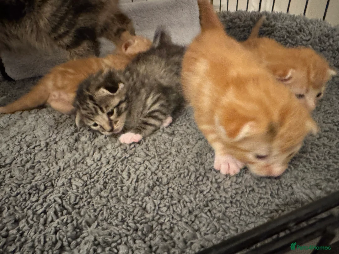 American Shorthair cats for sale: Beautiful Rare GingerKittens Alonghair X BSH cross - Advert 3