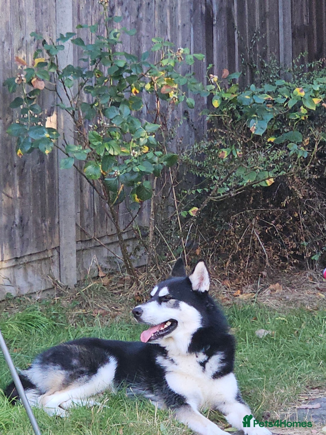 Siberian Husky dogs for sale: Husky - Advert 3