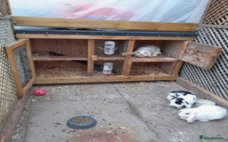 English Lop rabbits for sale: 3 rabbits and full setup - Image 1