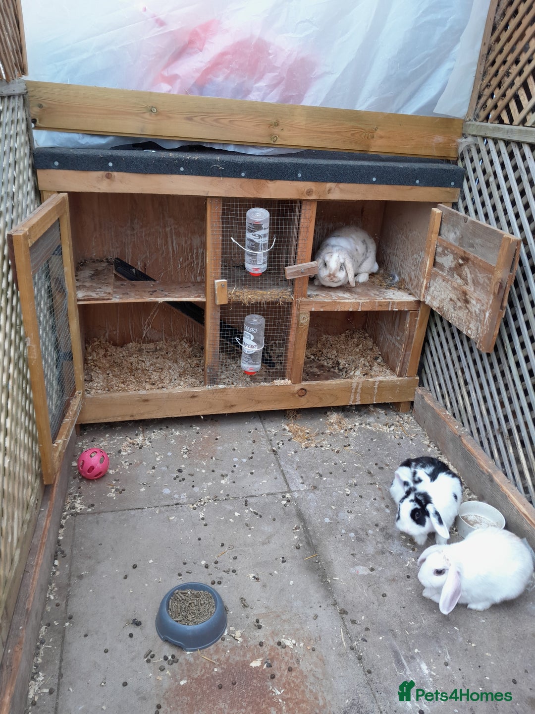 English Lop rabbits for sale: 3 rabbits and full setup - Image 1