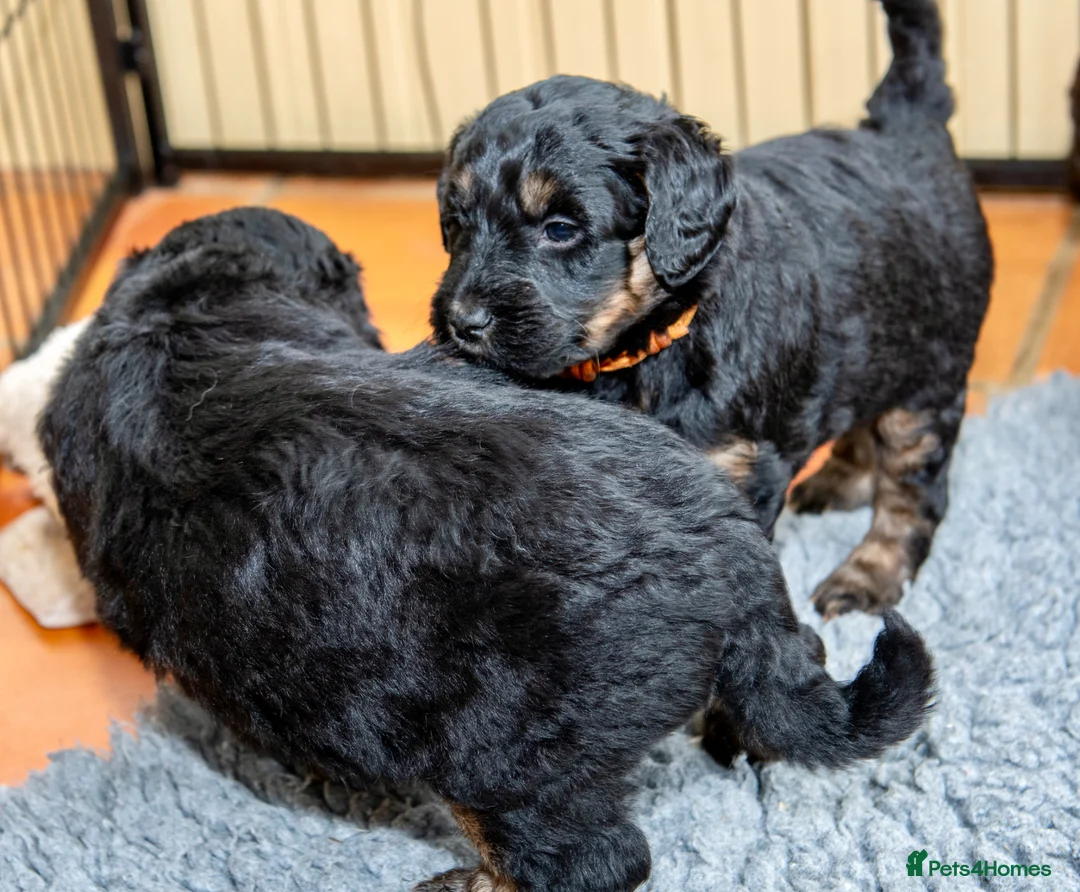 Bernedoodle dogs for sale: Waiting List August 2026  - Advert 8