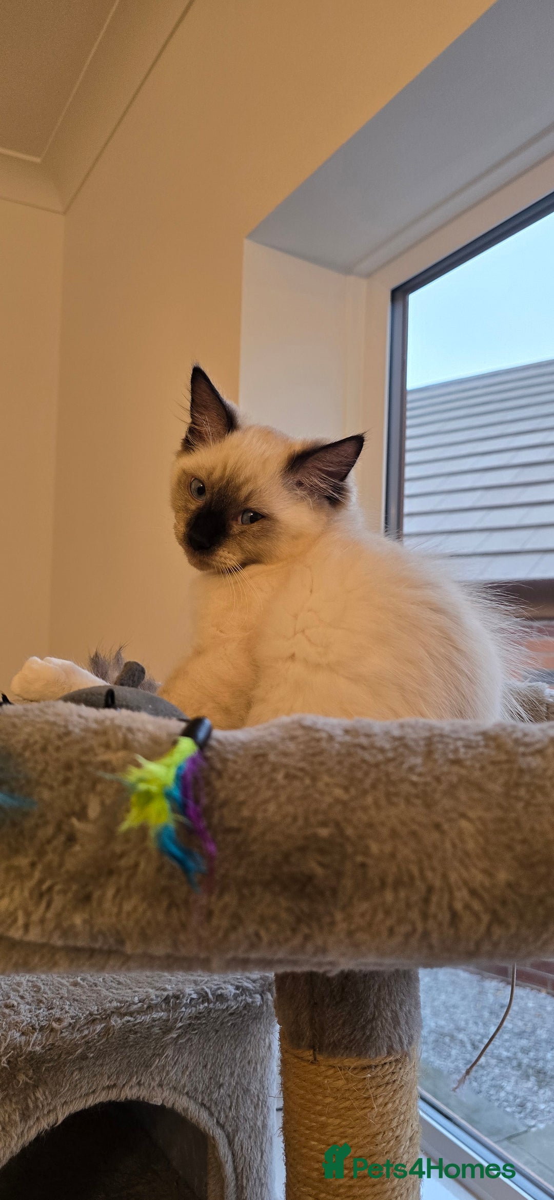 Ragdoll cats for sale:  Seal Colour Point White Mitted Ragdoll Kittens🐾 - Image 4