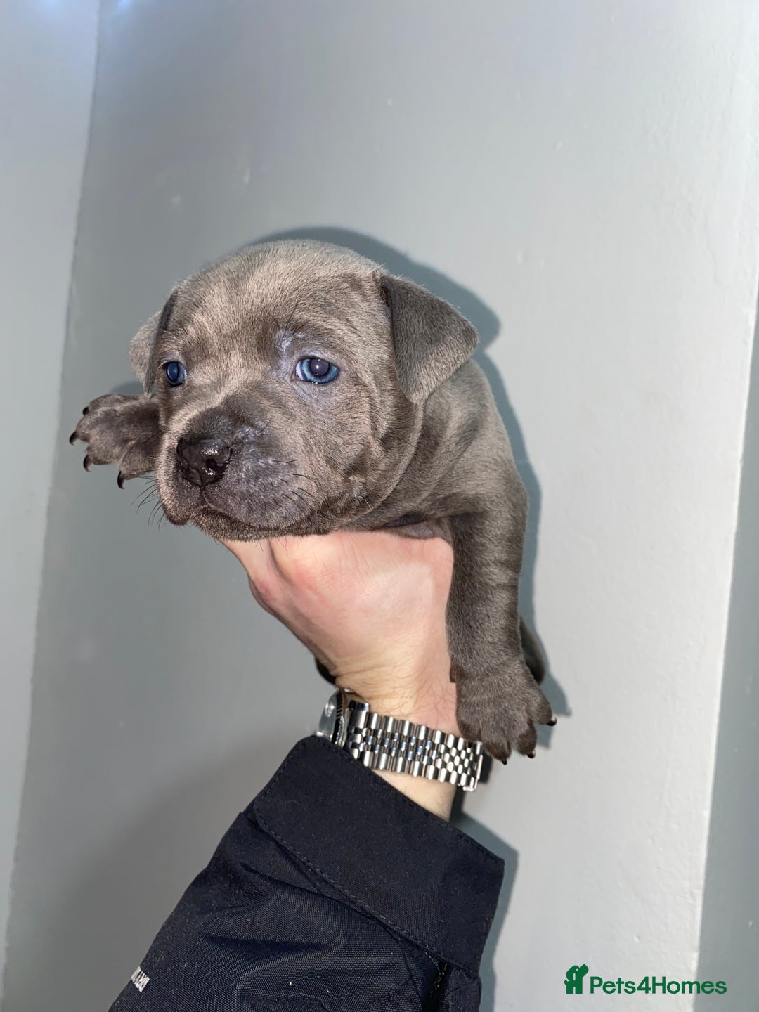 Staffordshire Bull Terrier dogs for sale: Full black Show Quality Staffy pups (Kassius Pup)  - Advert 7
