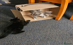Mixed Breed cats for sale: Male and Female Kitten - Image 2