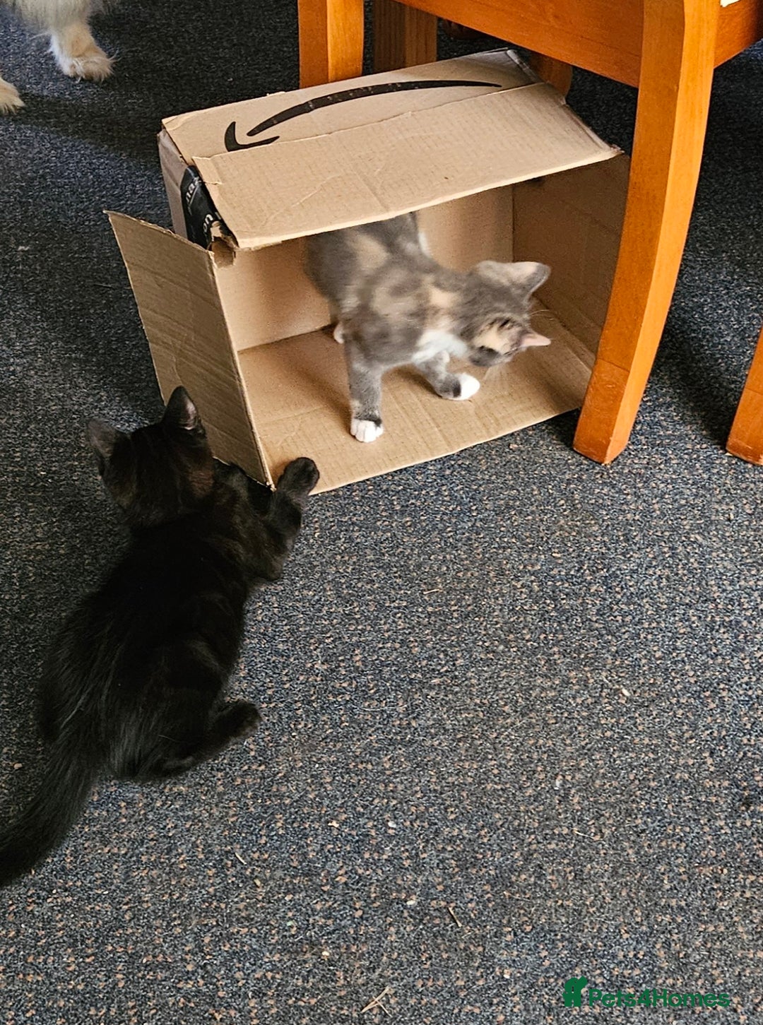 Mixed Breed cats for sale: Male and Female Kitten - Image 2