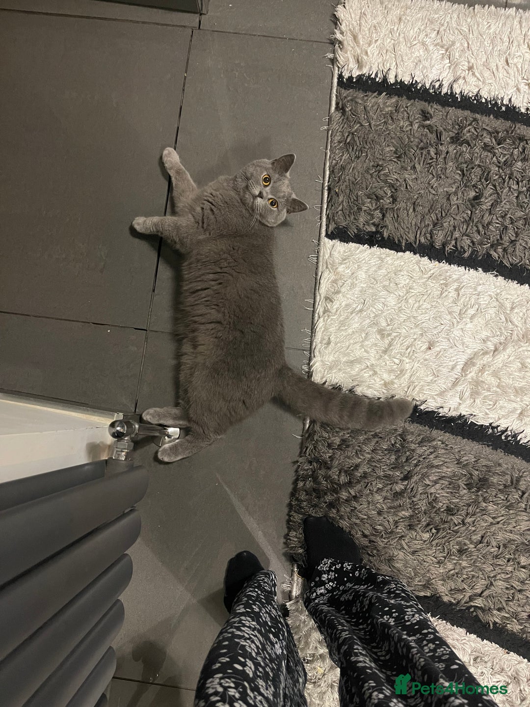 British Shorthair cats for sale: Beautiful British shorthair kittens 🐈  - Advert 9