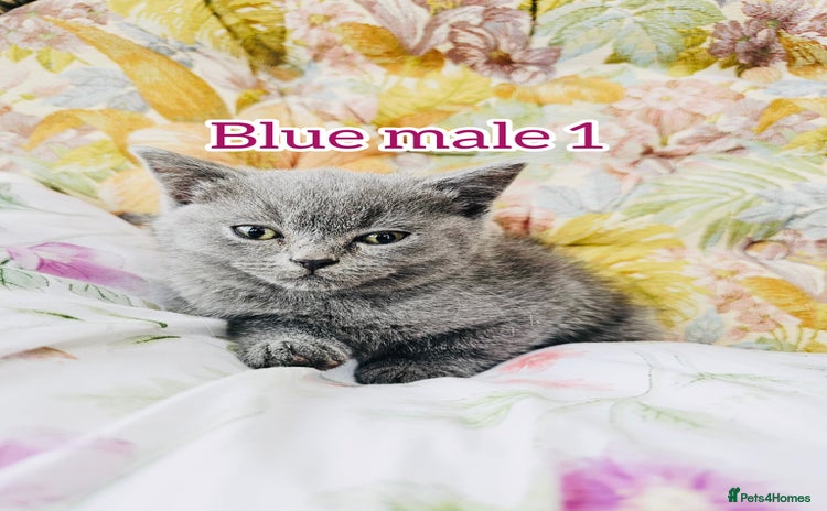British Shorthair cats - Advert 3