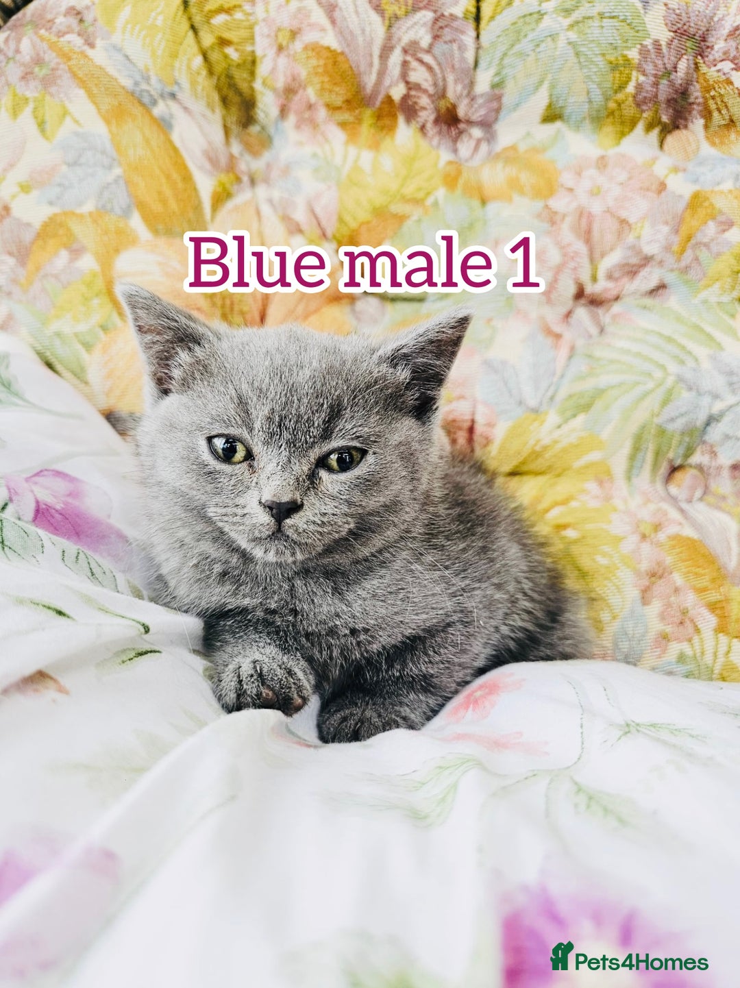 British Shorthair cats for sale: British shorthair kittens for sale - Image 1