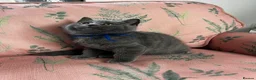 British Shorthair cats for sale: Outstanding British Shorthair kittens  - Advert 10