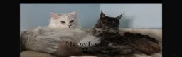 Maine Coon cats for sale: Beautiful pedigree Mainecoon kittens - Advert 1