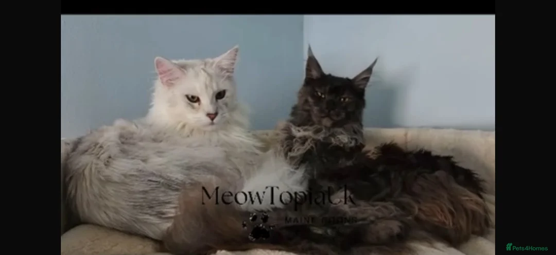 Maine Coon cats for sale: Beautiful pedigree Mainecoon kittens - Advert 1