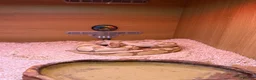 Python Snake reptiles for sale: Female Banana Royal Python.  - Advert 2