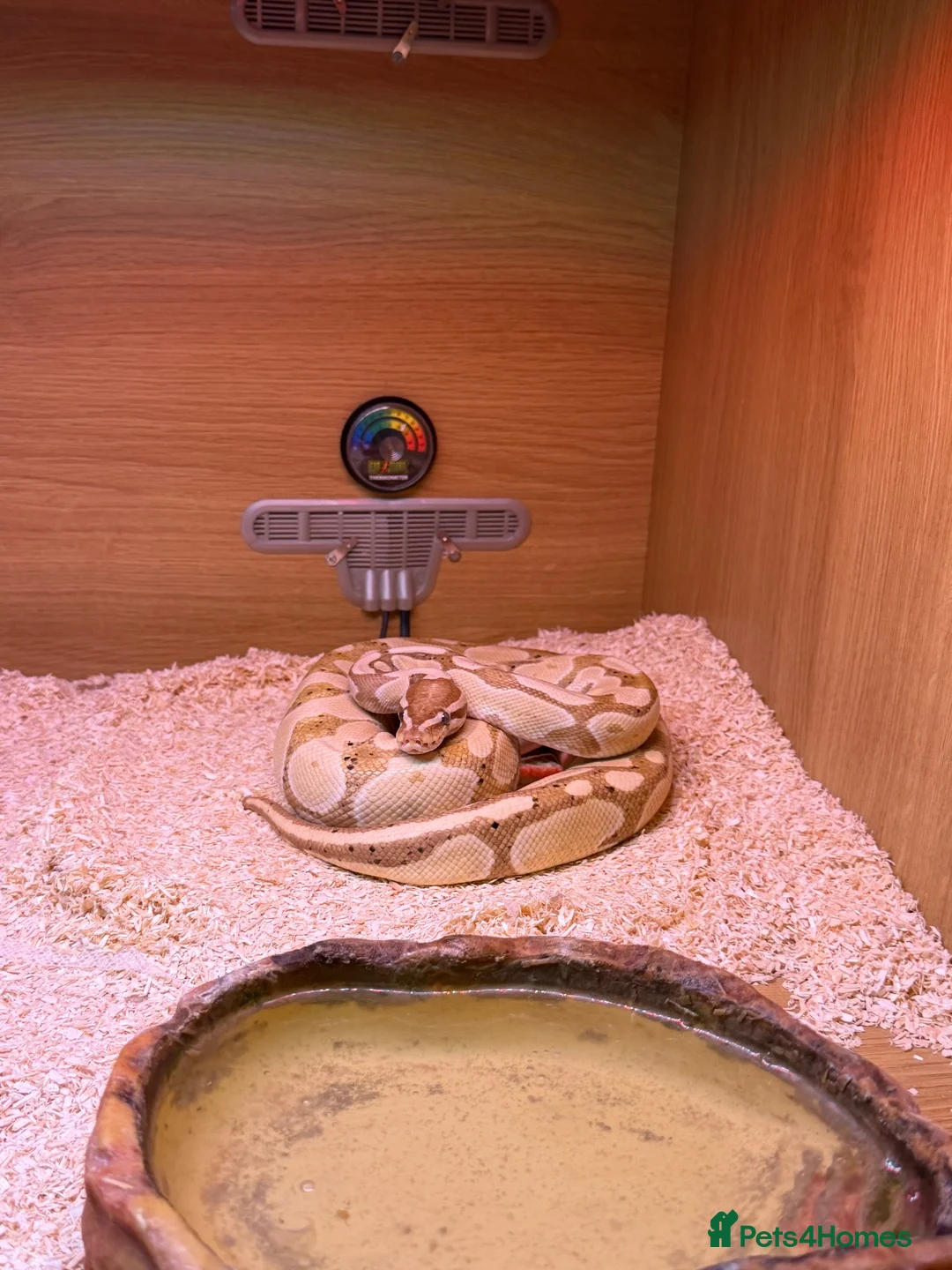 Python Snake reptiles for sale: Female Banana Royal Python.  - Advert 2