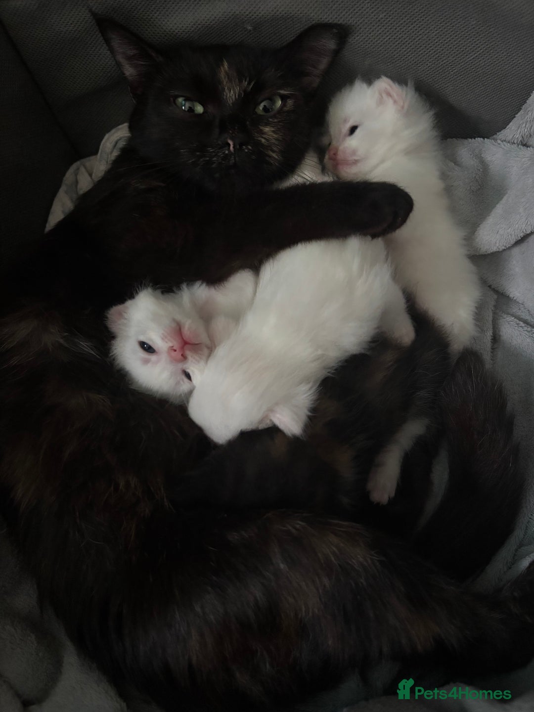 Mixed Breed cats for sale: 4 kittens ready for their new forever homes🏠 - Image 1
