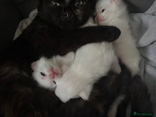 Mixed Breed cats - Advert 31