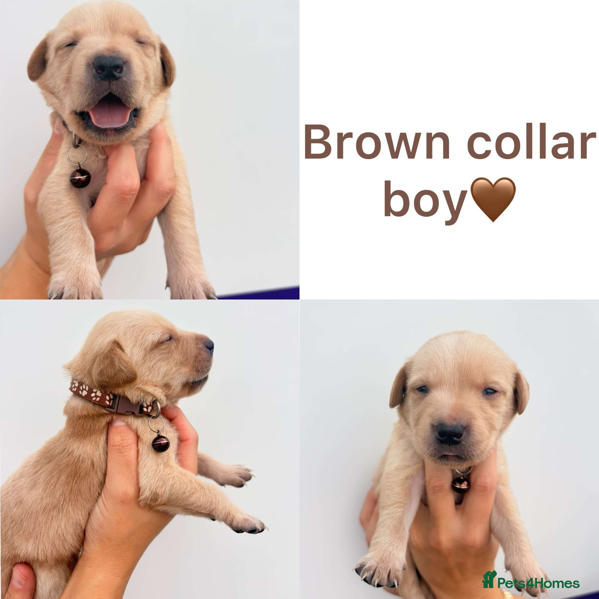 Labrador Retriever dogs Chocolate/Yellow/Black KC Reg Labrador Retrievers  - Advert 2