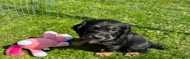 Cocker Spaniel Puppy 4