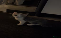 Mixed Breed cats for sale: mixed breed male cat - Image 4