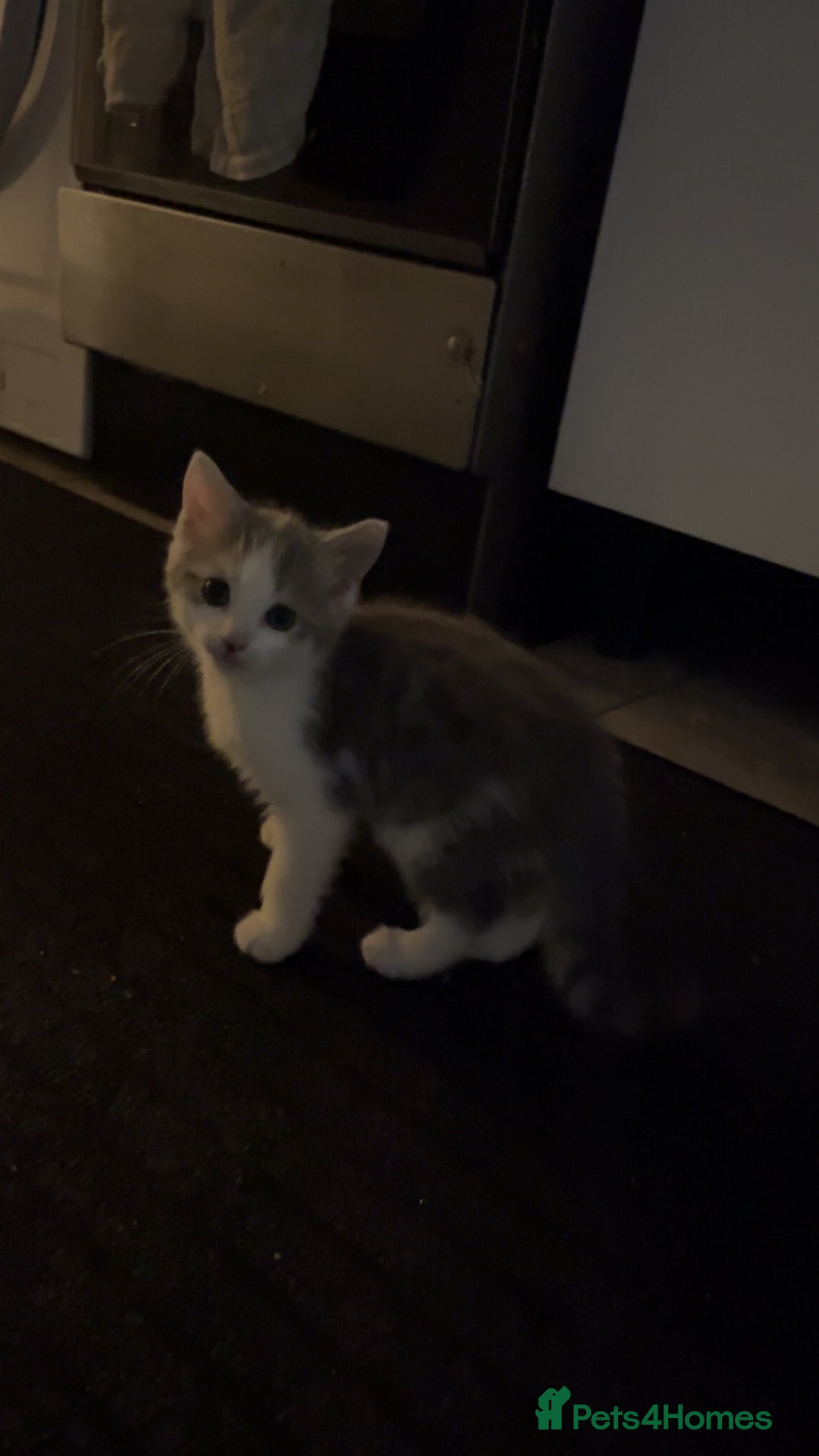 Mixed Breed cats for sale: mixed breed male cat - Image 4