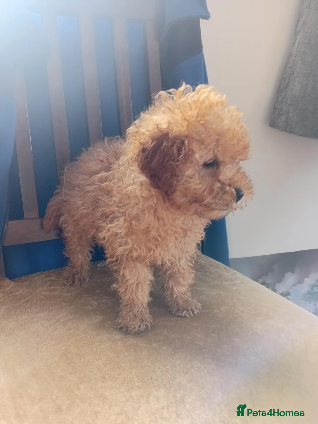 Toy Poodle dogs for sale: Beautiful toy poodle puppies in Sidcup - Advert 2
