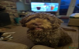 Mixed Breed dogs for sale: CockerpooXitalian spinone poo  - Image 13