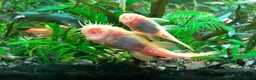 Plecos fish for sale: L144 Blue Eyed Bristlenose Pleco size 3 cm - Advert 23