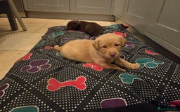 Labrador Retriever dogs for sale: 8 gorgeous chocolate/yellow girl & boy lab pups  - Image 17