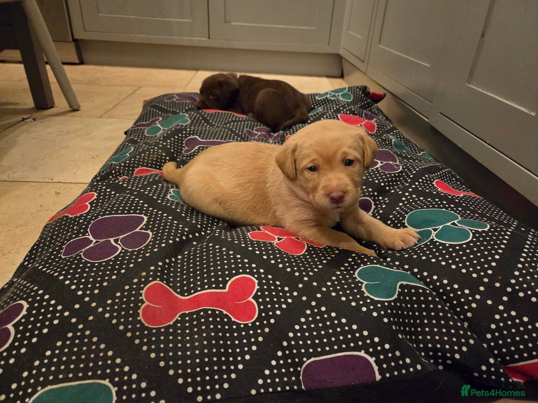 Labrador Retriever dogs for sale: 8 gorgeous chocolate/yellow girl & boy lab pups  - Image 17