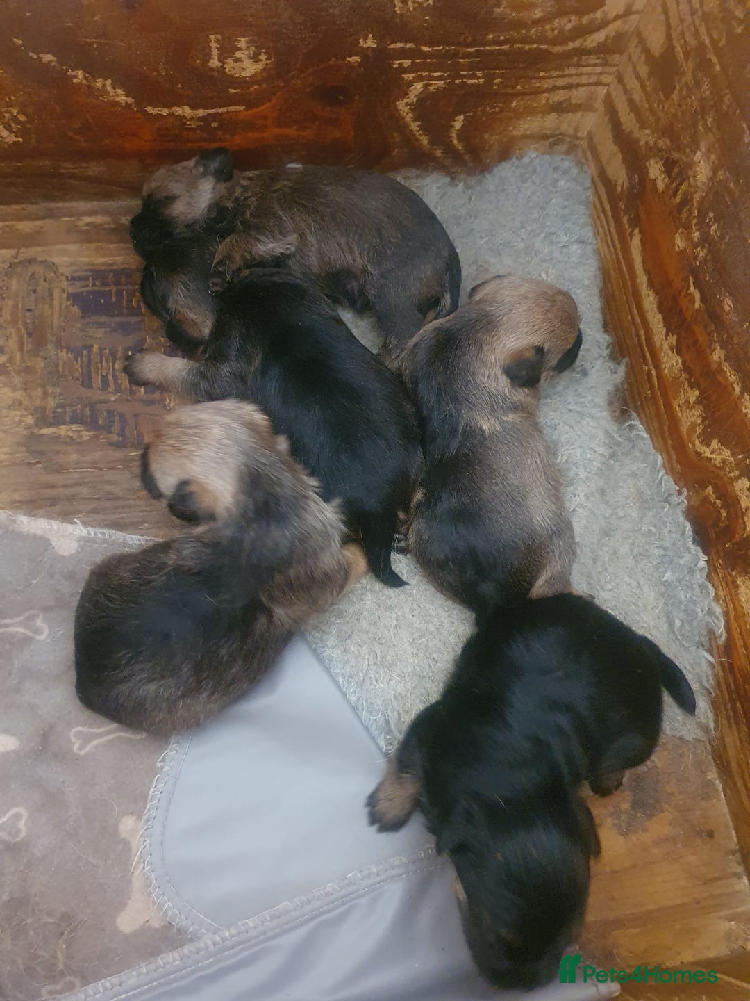 Border Terrier dogs for sale: Border terrier puppies  - Image 3
