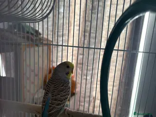 Budgerigars birds Male budgie and cage - Advert 3