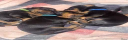 Dobermann dogs for sale: Doberman puppies - Advert 7