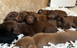 Labrador Retriever dogs for sale: Top Quality Chocolate Labrador Puppies  - Image 1