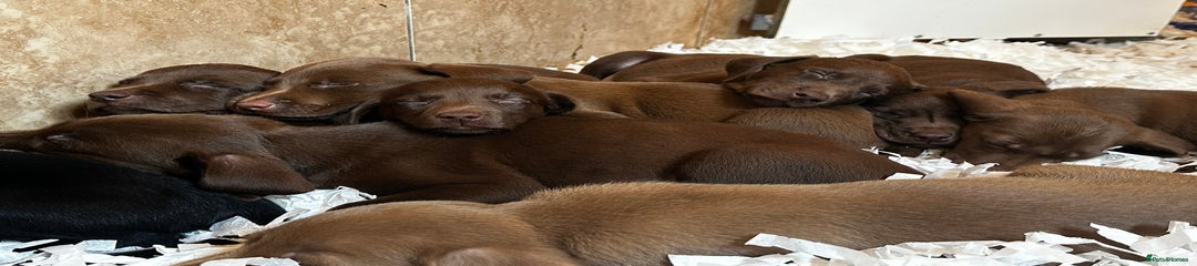 Labrador Retriever Puppy 5