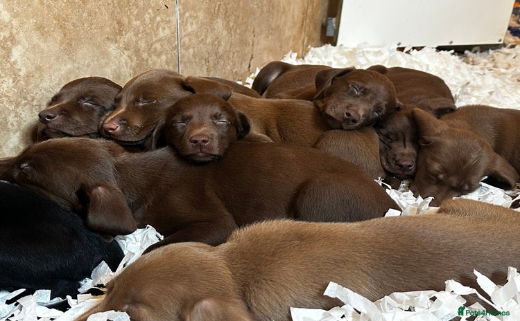 Labrador Retriever dogs - Advert 2
