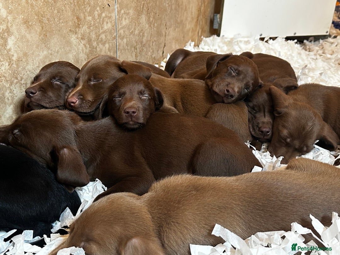 Labrador Retriever dogs for sale: Top Quality Chocolate Labrador Puppies  - Image 1