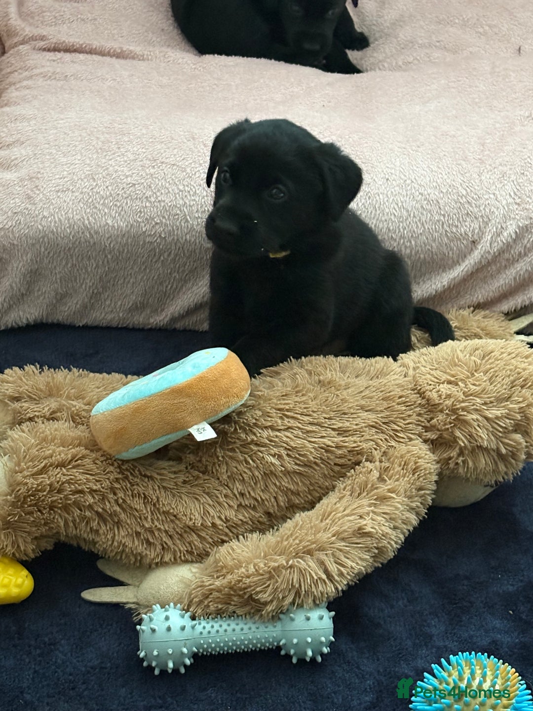 Labrador Retriever dogs for sale: Gorgeous chunky black lab pups🖤 - Advert 31