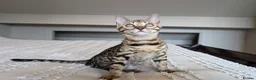 Bengal cats for sale: 🖤🩶🤍 BEAUTIFUL BENGAL KITTENS 🤍🩶🖤 - Advert 1