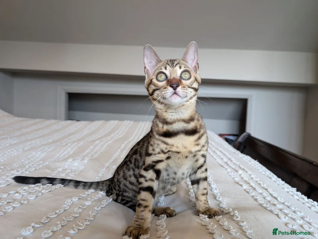 Bengal cats for sale: 🖤🩶🤍 BEAUTIFUL BENGAL KITTENS 🤍🩶🖤 - Advert 1