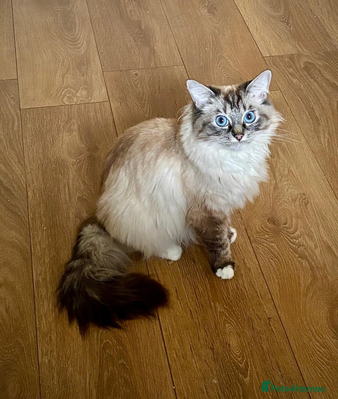 Ragcoon cats for sale: Mainecoon x Ragdoll kittens  - Advert 3