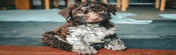 Lagotto Romagnolo dogs for sale: *READY NOW*10 WKS OLD* KC Reg Full Health Tested - Advert 24