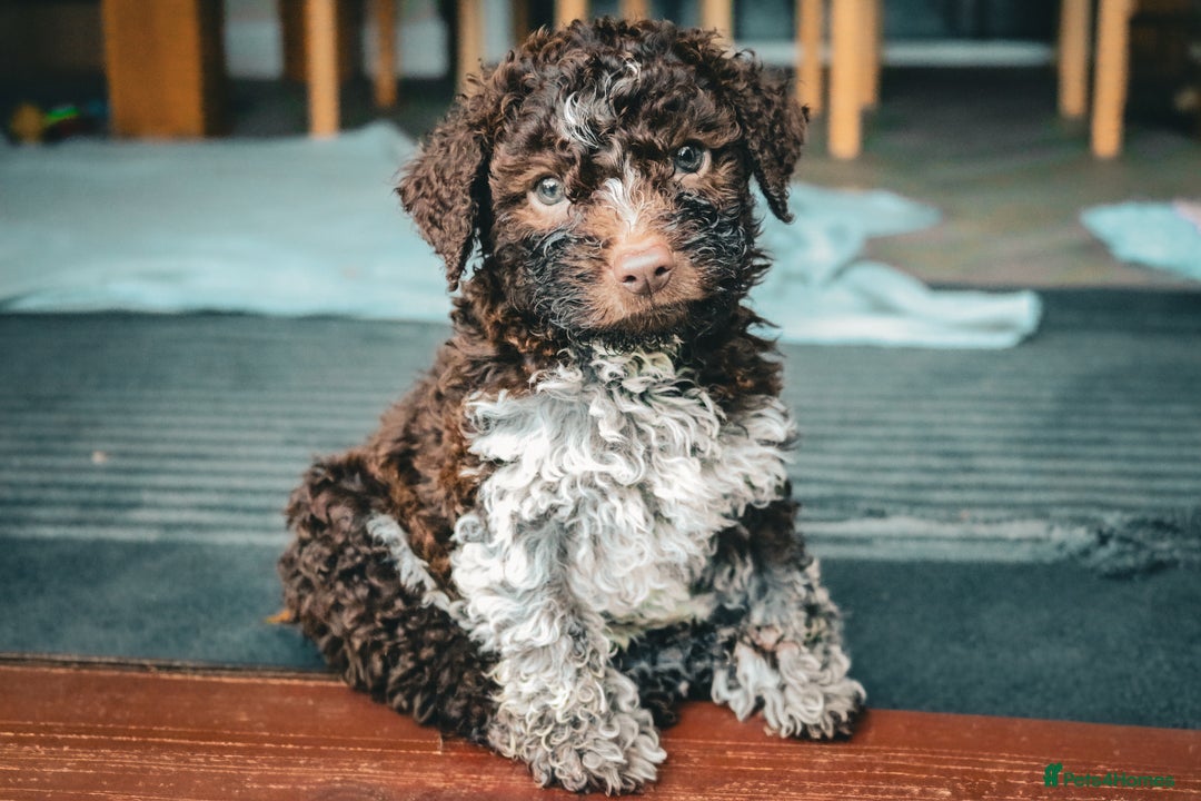 Lagotto Romagnolo dogs for sale: *READY NOW*10 WKS OLD* KC Reg Full Health Tested - Advert 24