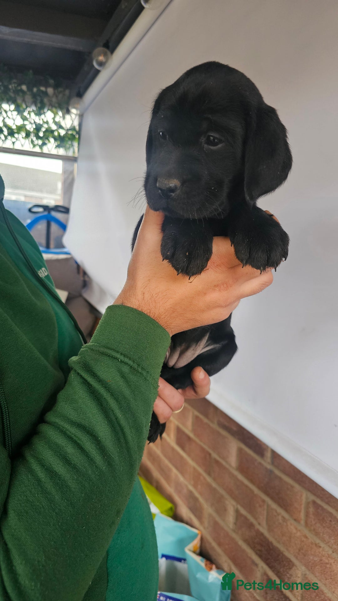 Labrador Retriever dogs for sale: Stunning 9 Labradors puppies  - Advert 8