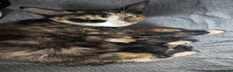 Mixed Breed cats for sale: Kittens for sale - Advert 1