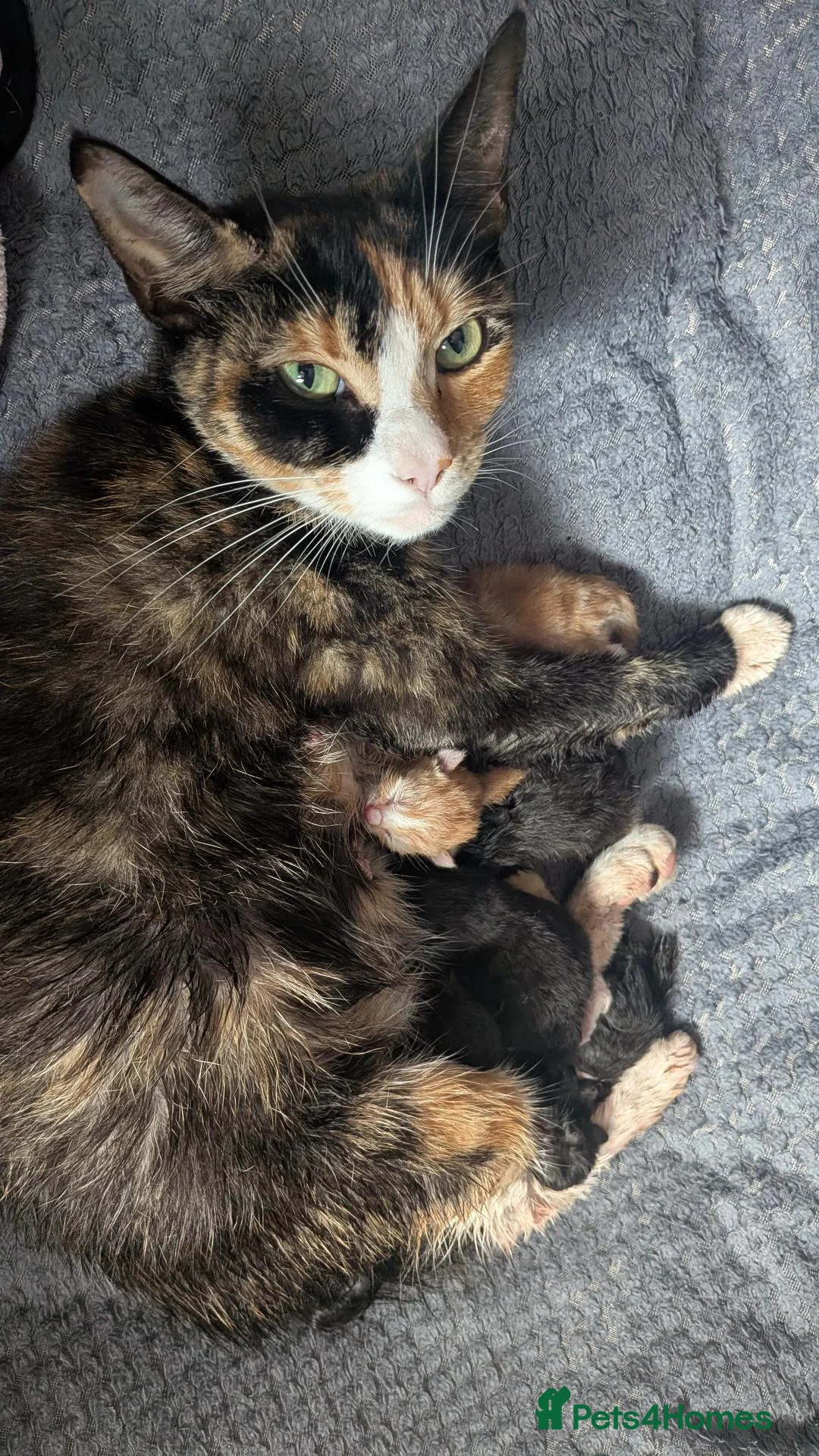 Mixed Breed cats for sale: Kittens for sale - Advert 1