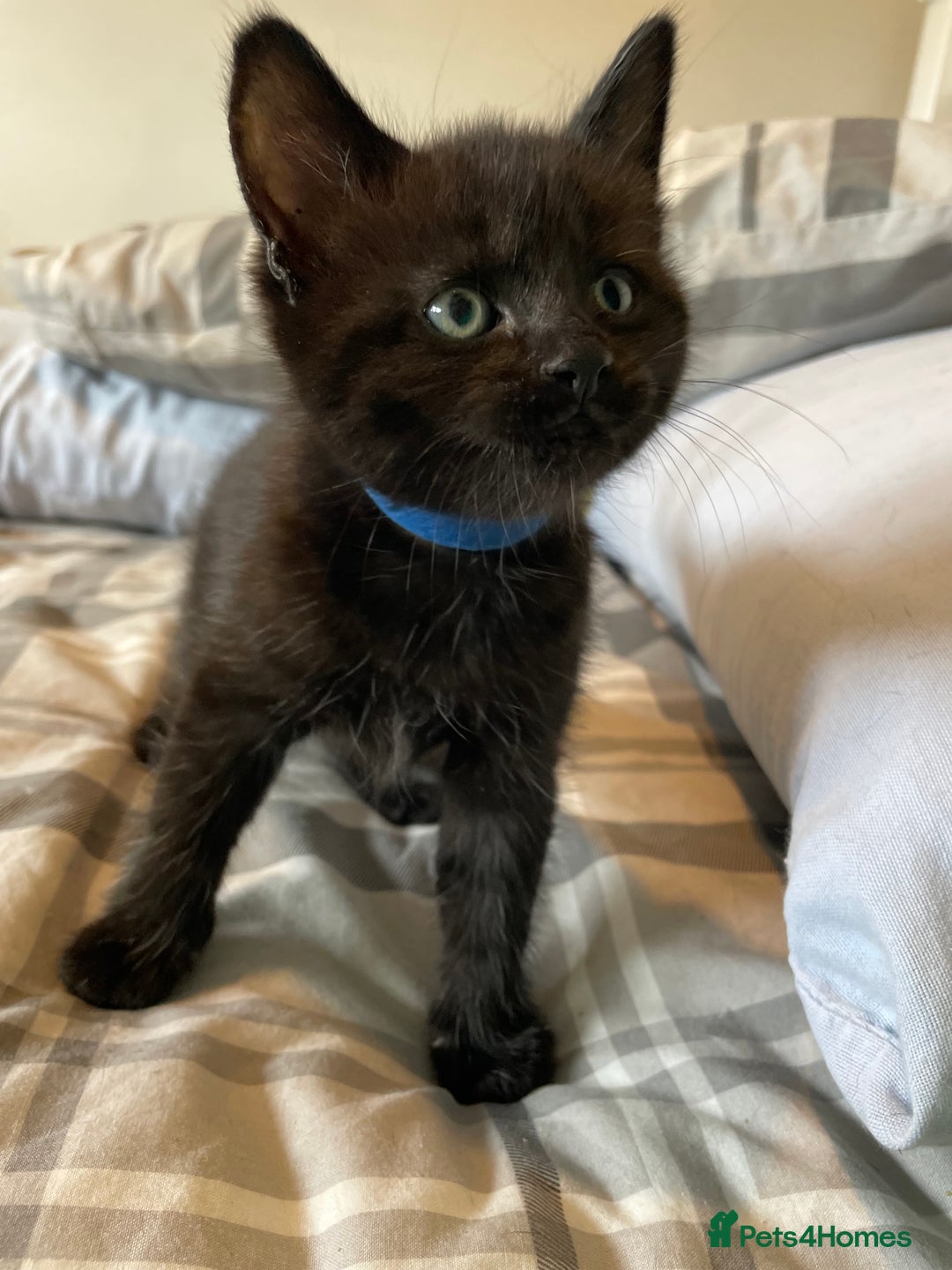 Mixed Breed cats for sale: Stunning kittens - Image 11