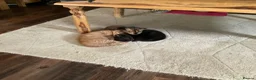 Mixed Breed cats for sale: 3 adorable domestic kittens - Advert 11