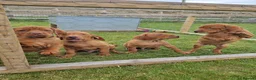 Hungarian Vizsla dogs for sale: Stunning Working Bred KC Hungarian Vizsla puppies  - Advert 3