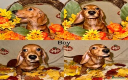 Dachshund dogs for sale: Miniature dachshunds for sale  - Image 3