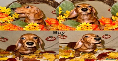 Dachshund dogs - Advert 5