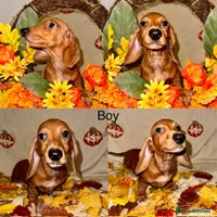 Dachshund dogs - Advert 2